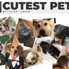 Decision: AWWW--Introducing 'NYC's Cutest Pet' Competition!